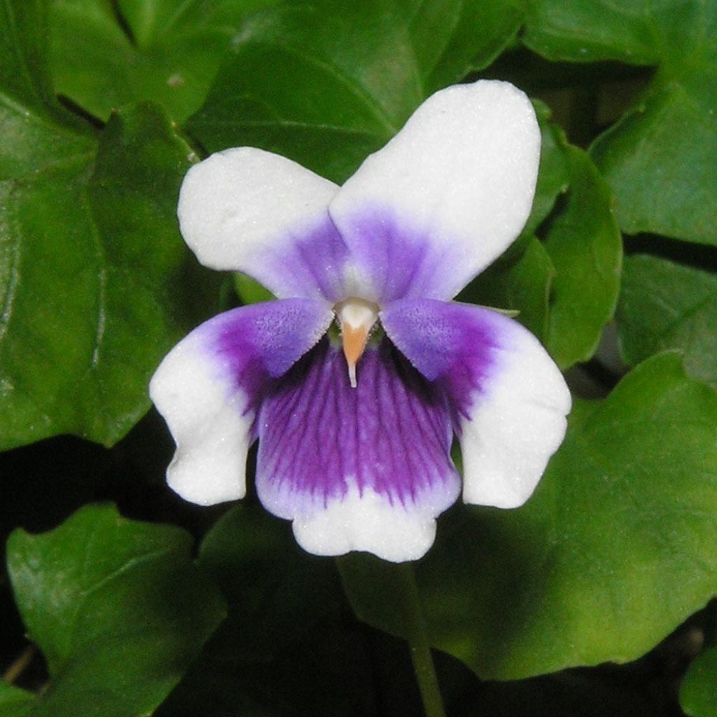 Viola hederacea - Violeta australiana