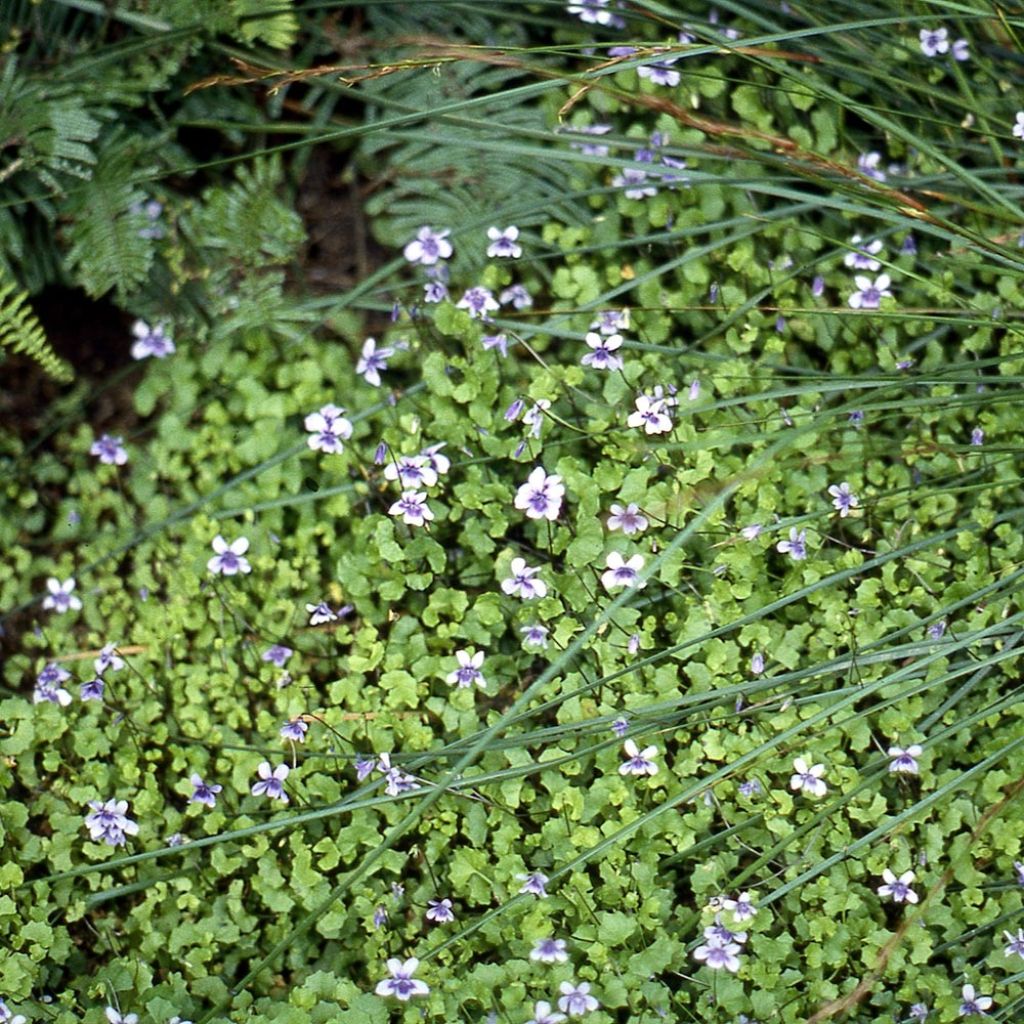 Viola hederacea - Violeta australiana