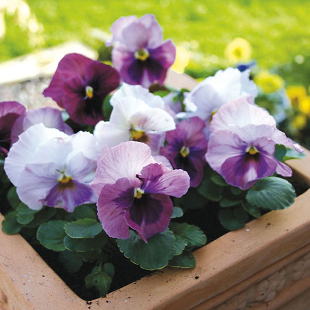 Pensée à Fleurs Moyennes Alpha Pink Shades - Viola hybrida rose en mélange