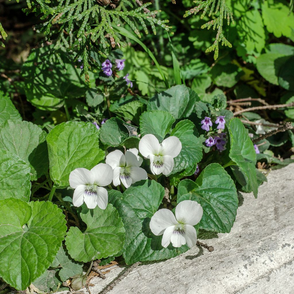 Viola odorata Alba - Violeta