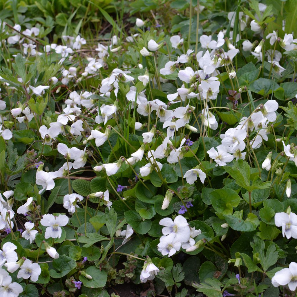 Viola odorata Alba - Violeta