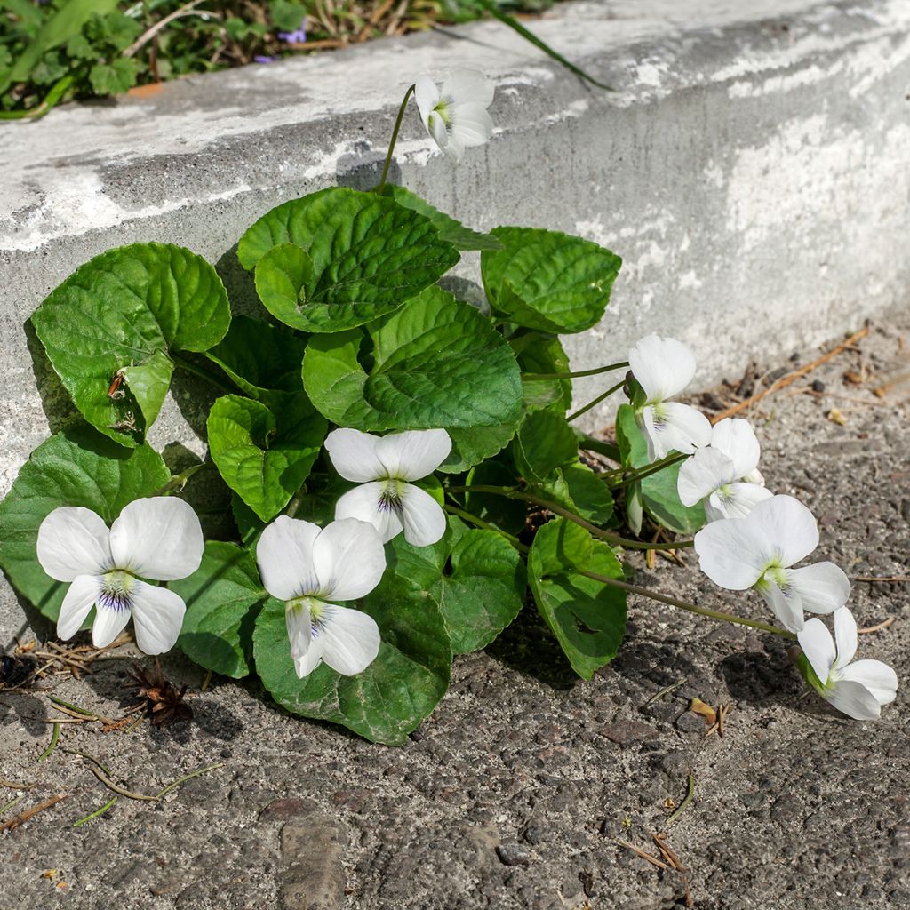 Viola odorata Alba - Violeta