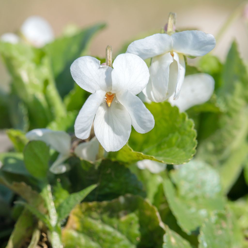 Viola odorata Alba - Violeta