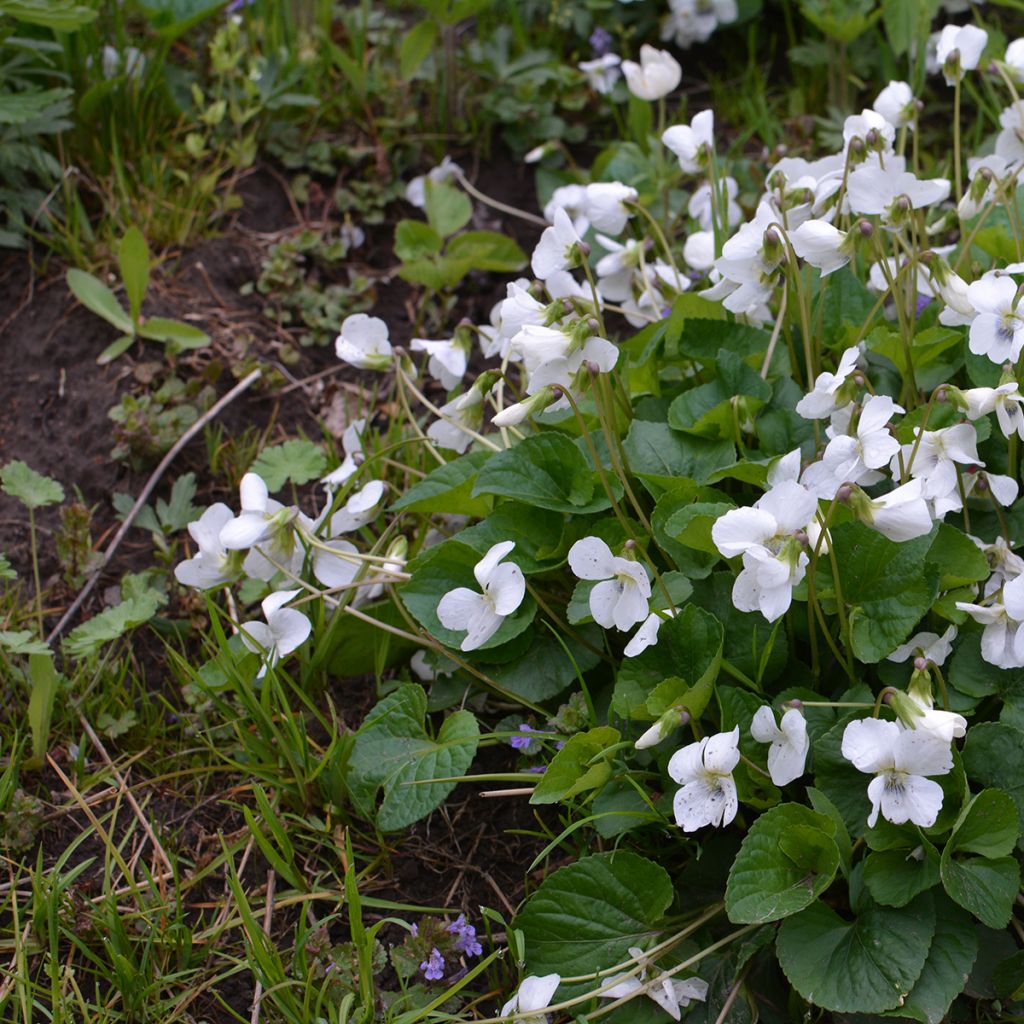 Viola odorata Alba - Violeta