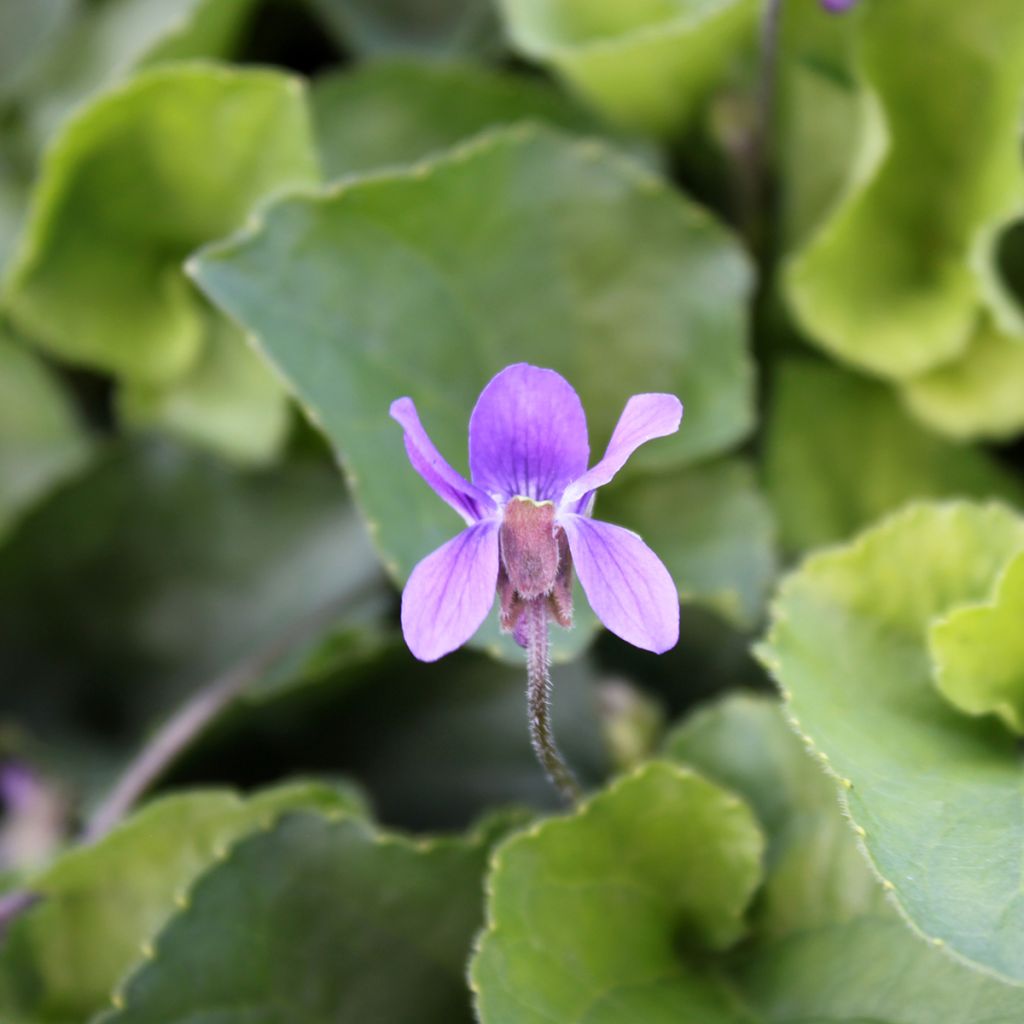 Viola odorata Königin Charlotte - Violeta