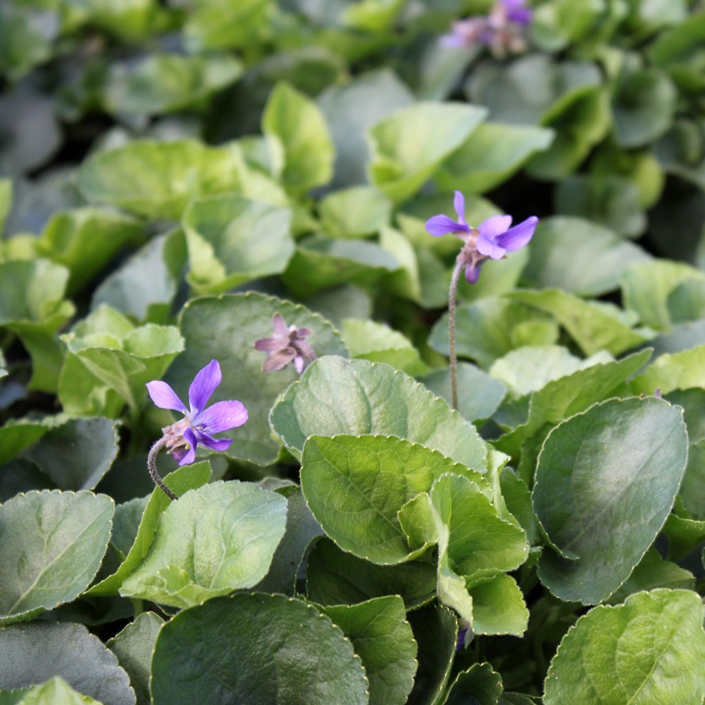 Viola odorata Königin Charlotte - Violeta