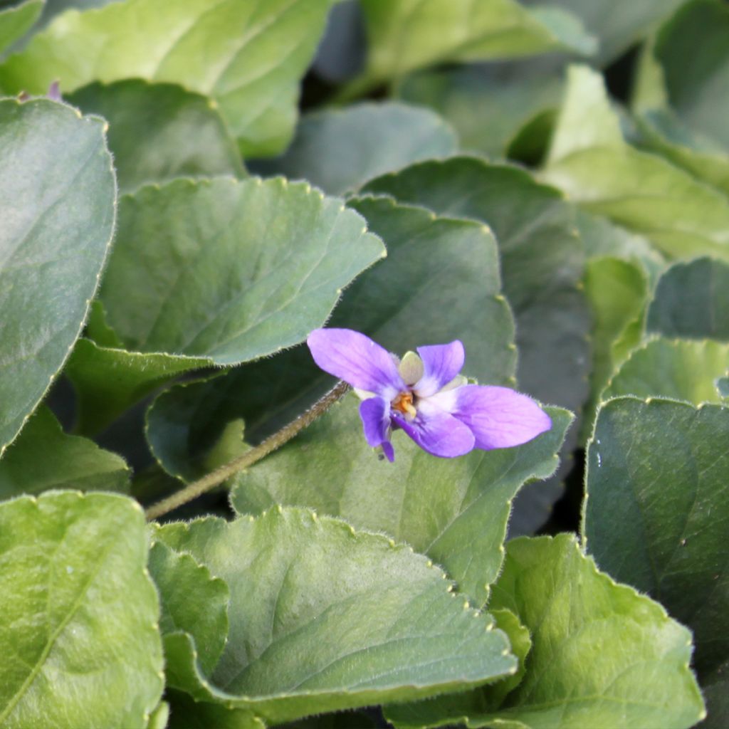 Viola odorata Königin Charlotte - Violeta