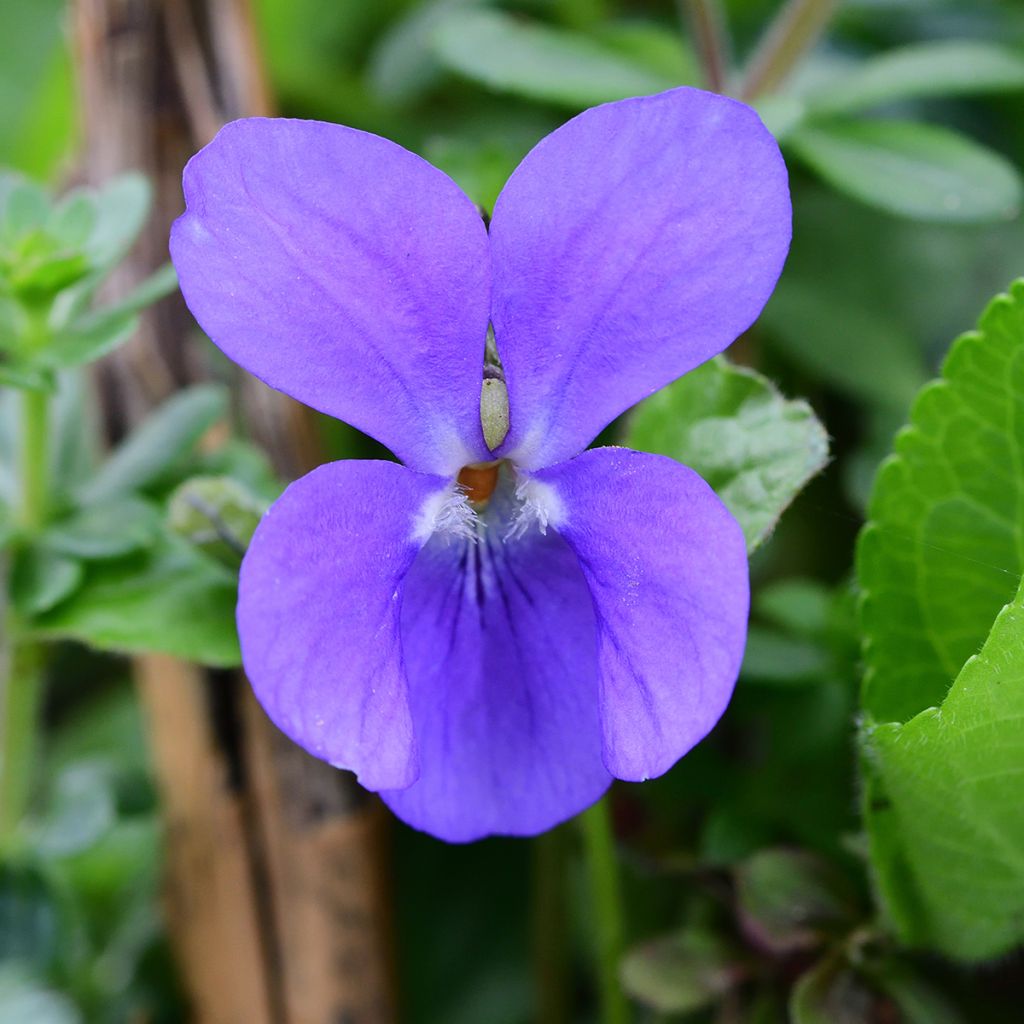 Viola odorata - Violeta