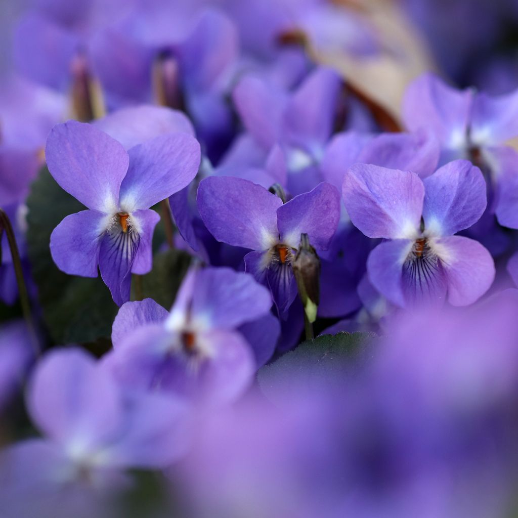 Viola odorata - Violeta