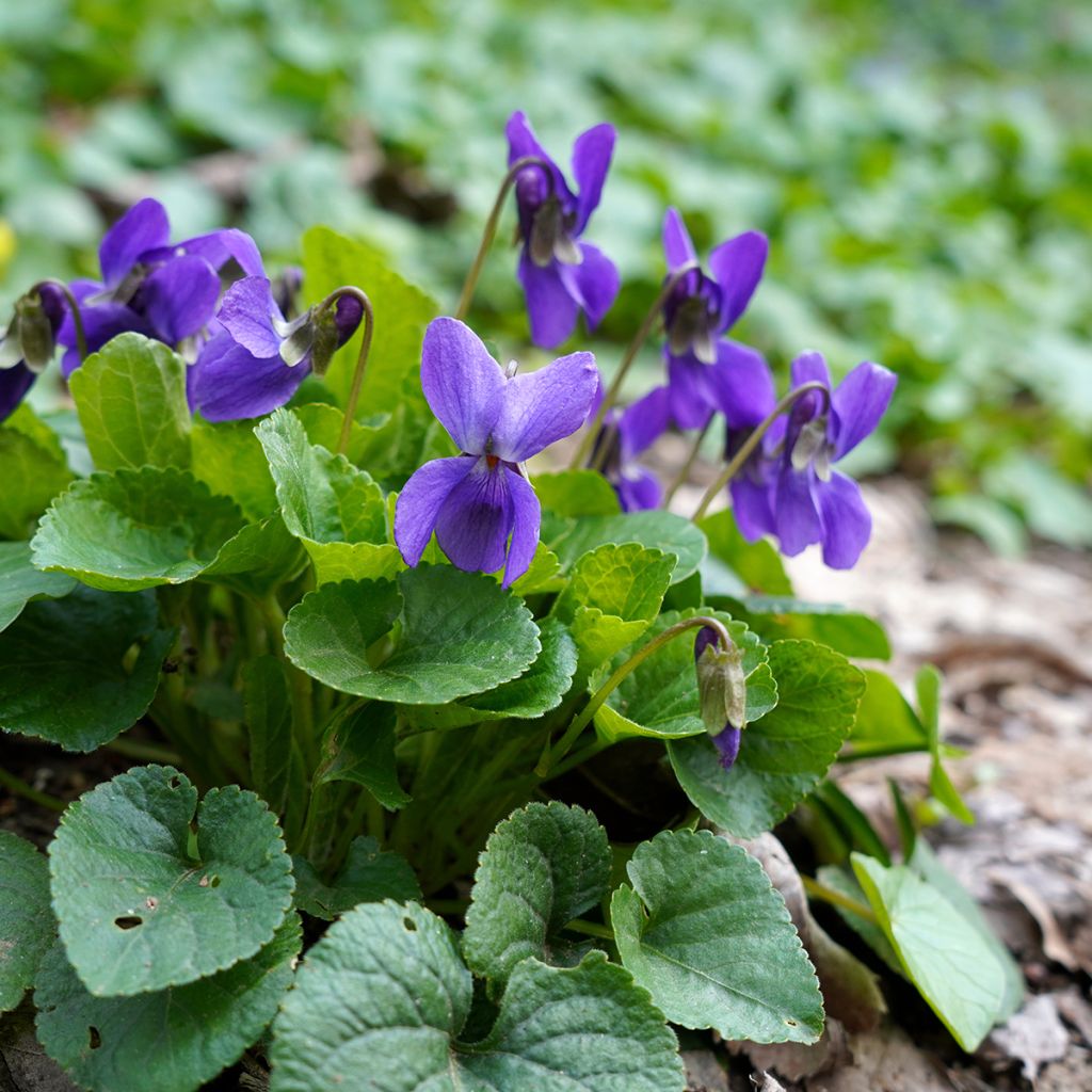 Viola odorata - Violeta