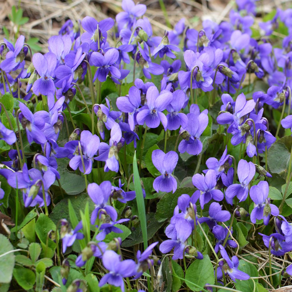 Viola odorata - Violeta