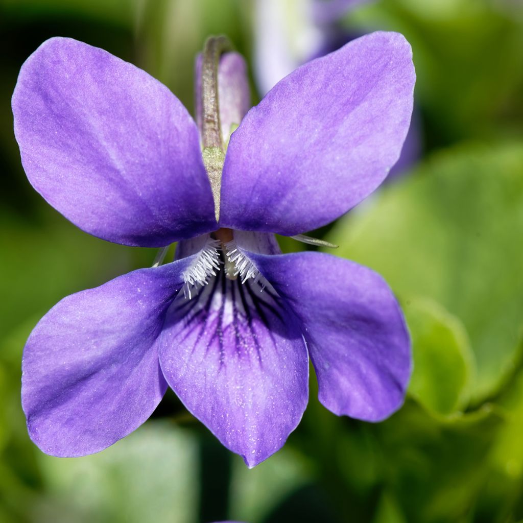 Viola odorata - Violeta