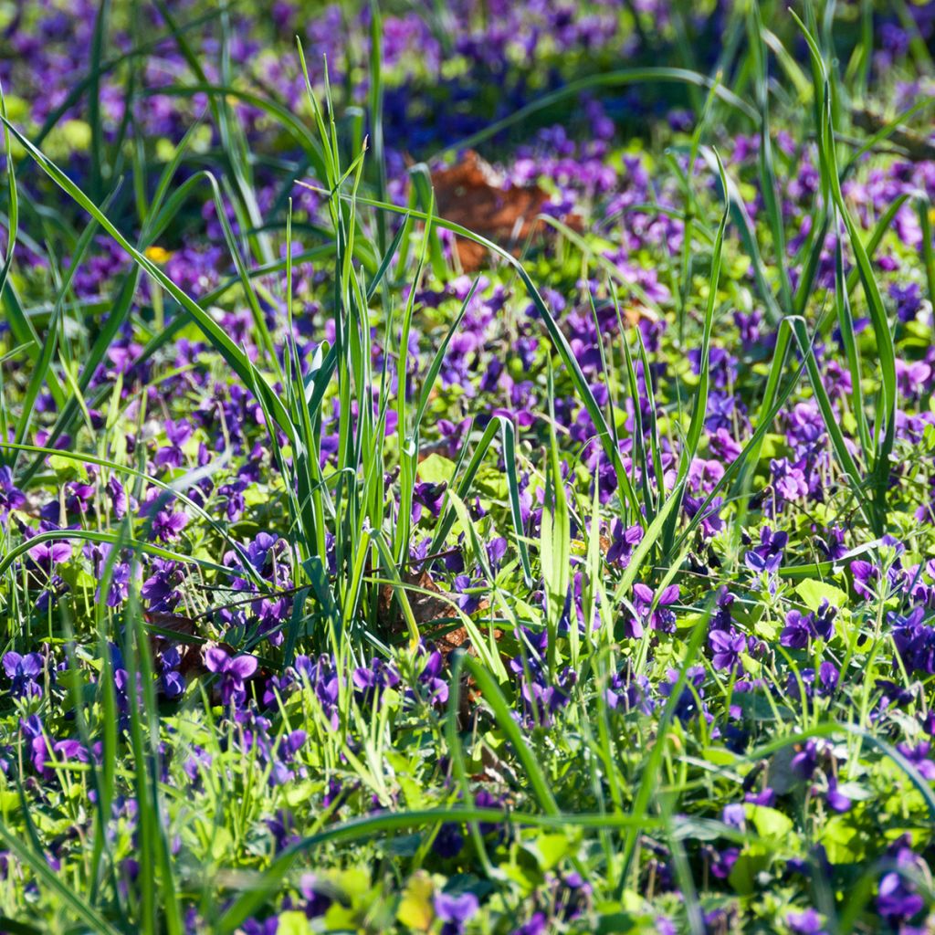 Viola odorata - Violeta