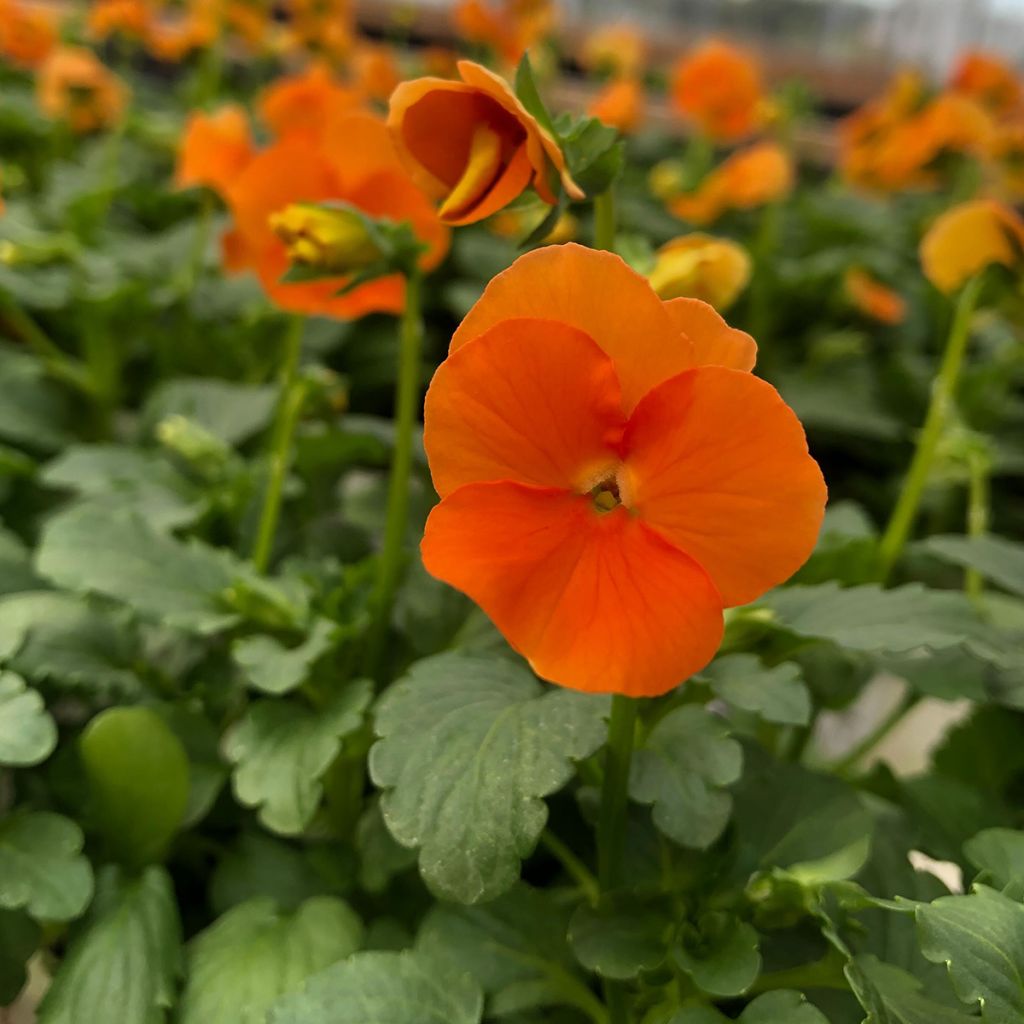 Viola cornuta F1 Penny Orange - Violeta