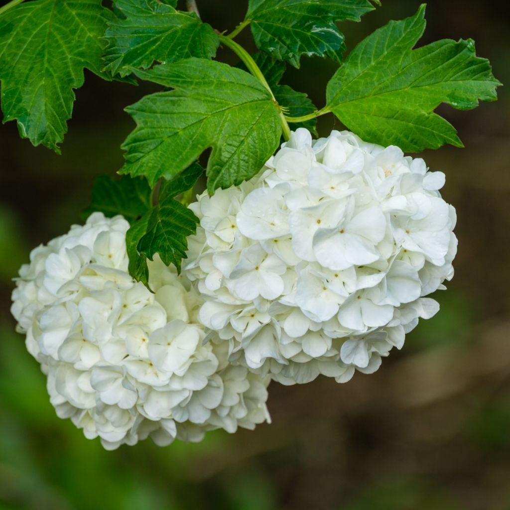 Viburnum opulus Roseum