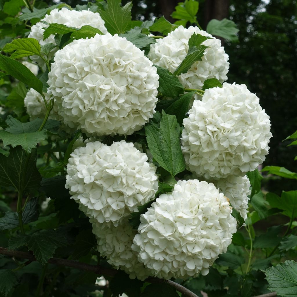 Viburnum opulus Roseum