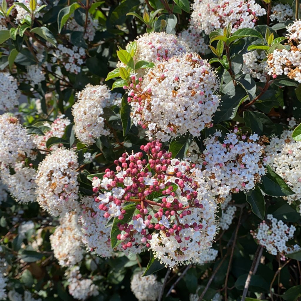 Viburnum tinus - Durillo