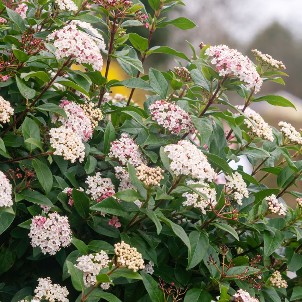 Viburnum tinus - Durillo