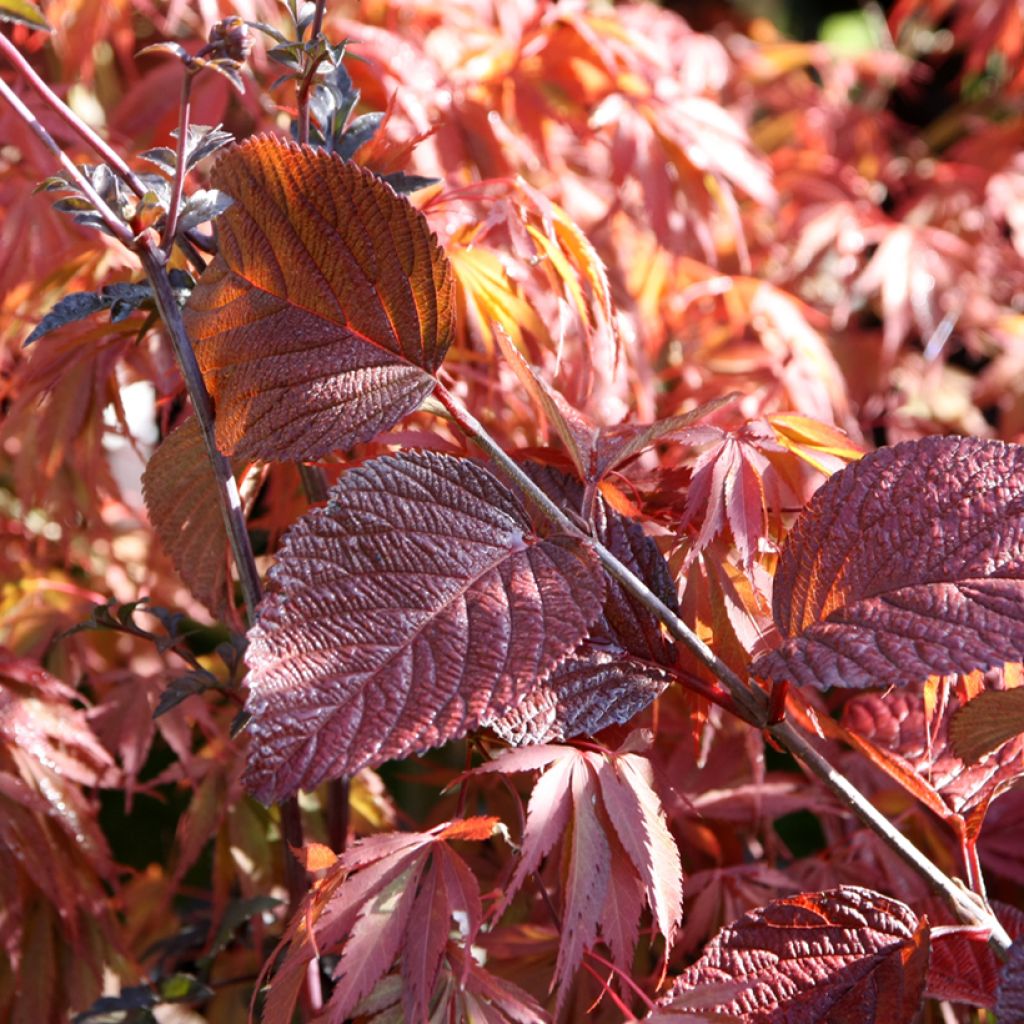 Viburnum plicatum Grandiflorum Noble - Viburno de China