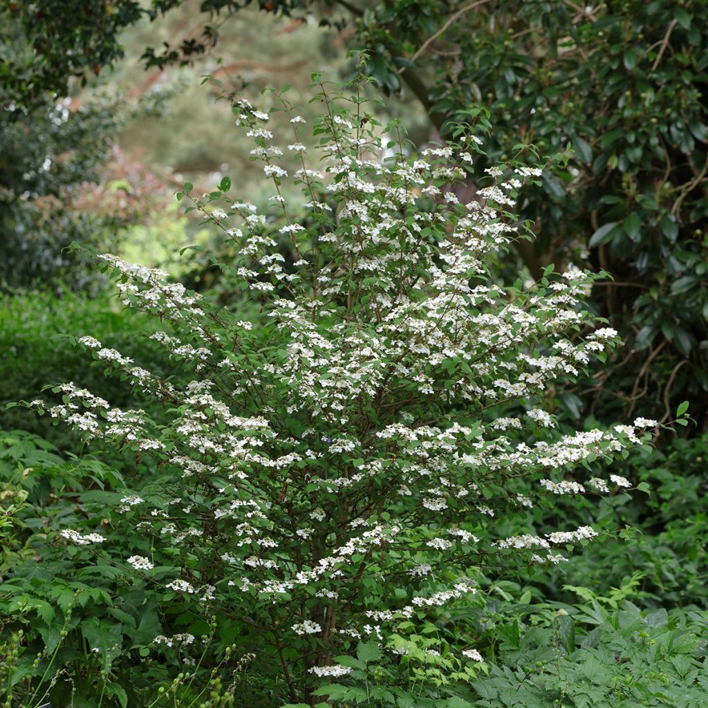 Viburnum plicatum Kilimanjaro Sunrise - Viburno de China