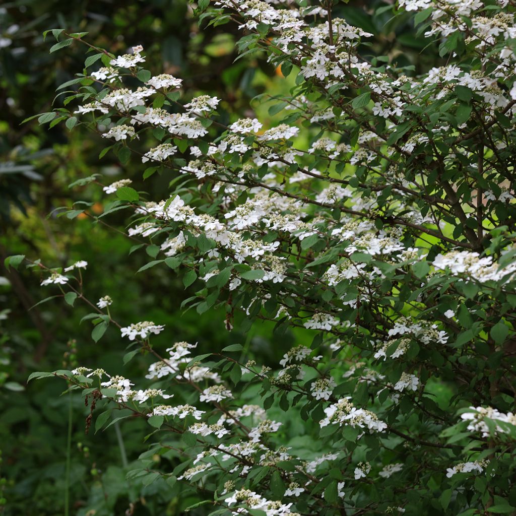 Viburnum plicatum Kilimanjaro Sunrise - Viburno de China