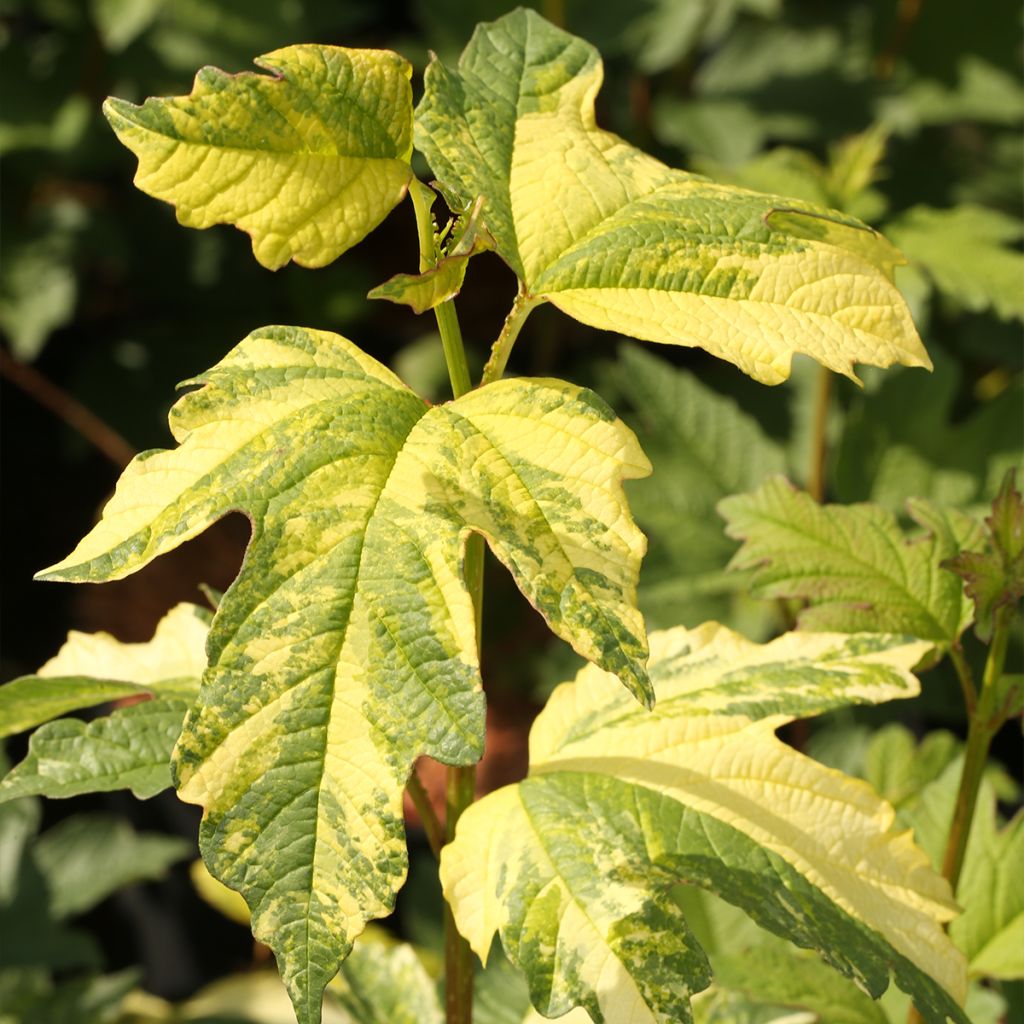 Viburnum opulus Pechcin