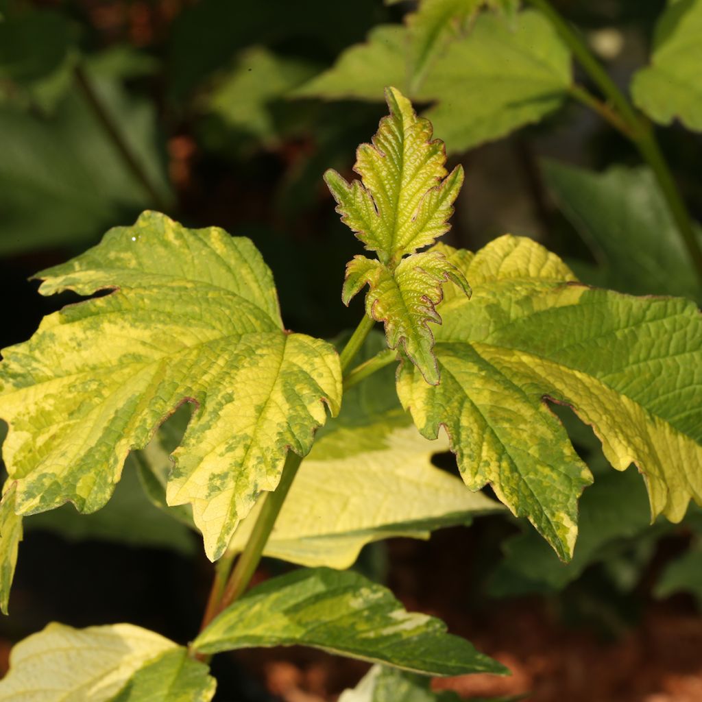 Viburnum opulus Pechcin