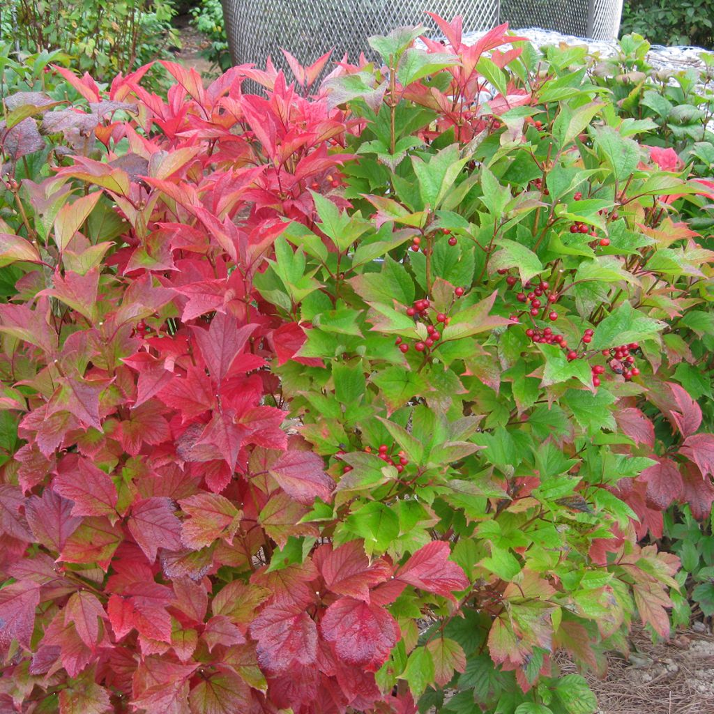 Viburnum trilobum Spring Red Compact - Viburno