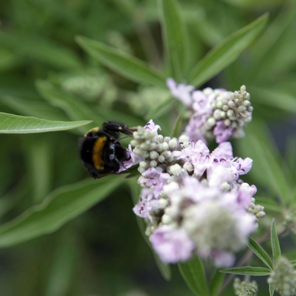 Vitex agnus-castus Pink Pinnacle - Sauzgatillo