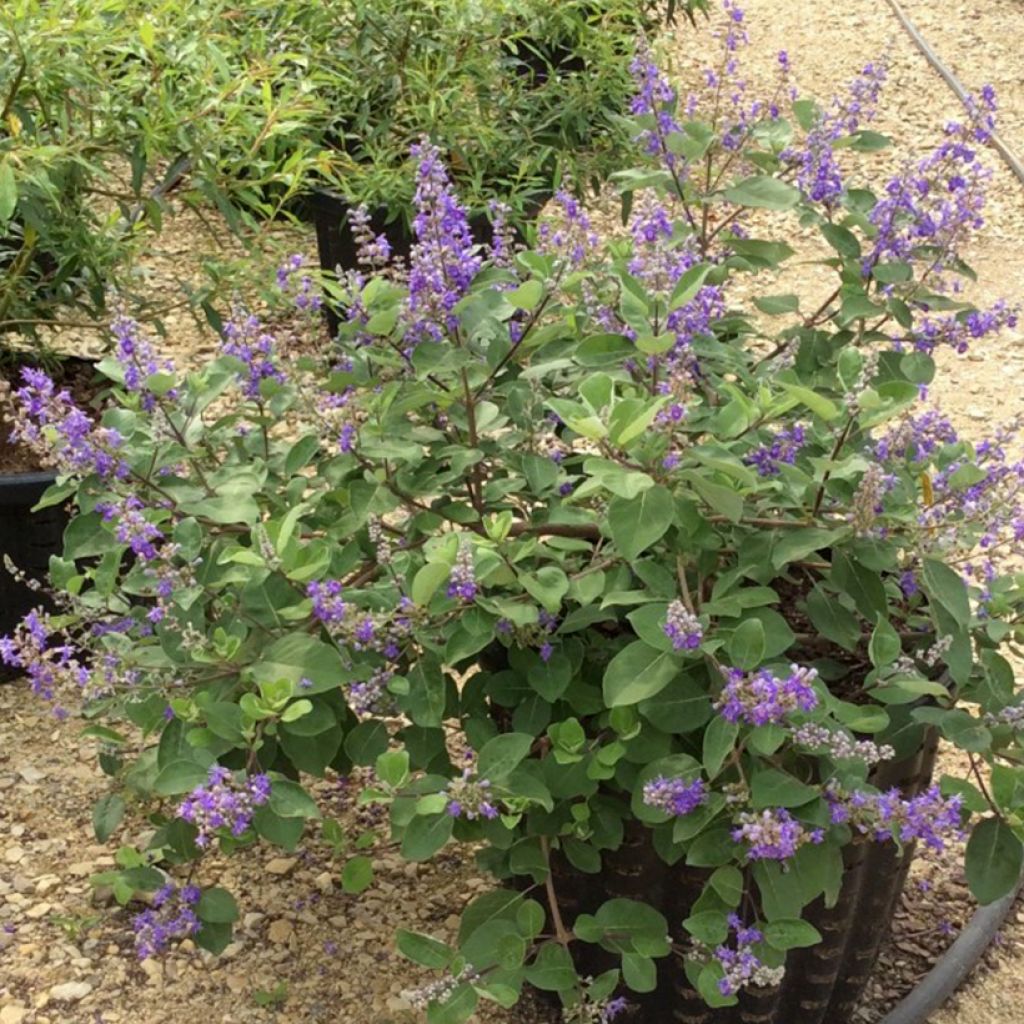 Vitex agnus-castus Chicagoland Blues - Sauzgatillo