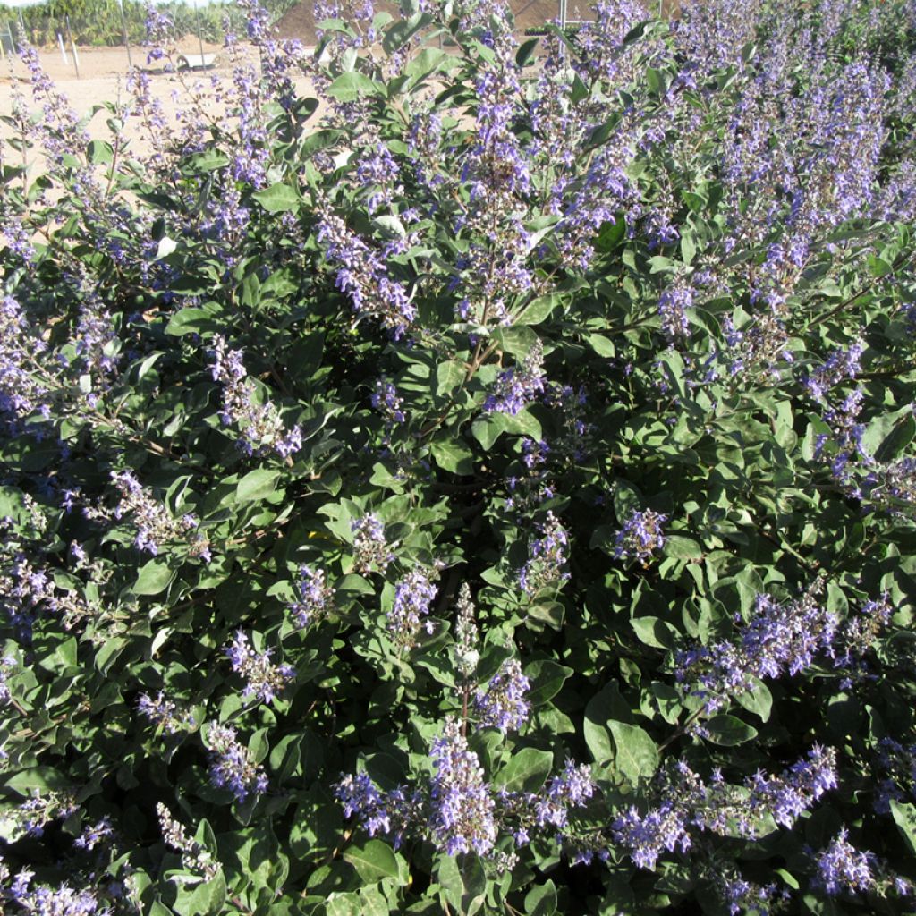 Vitex agnus-castus Chicagoland Blues - Sauzgatillo