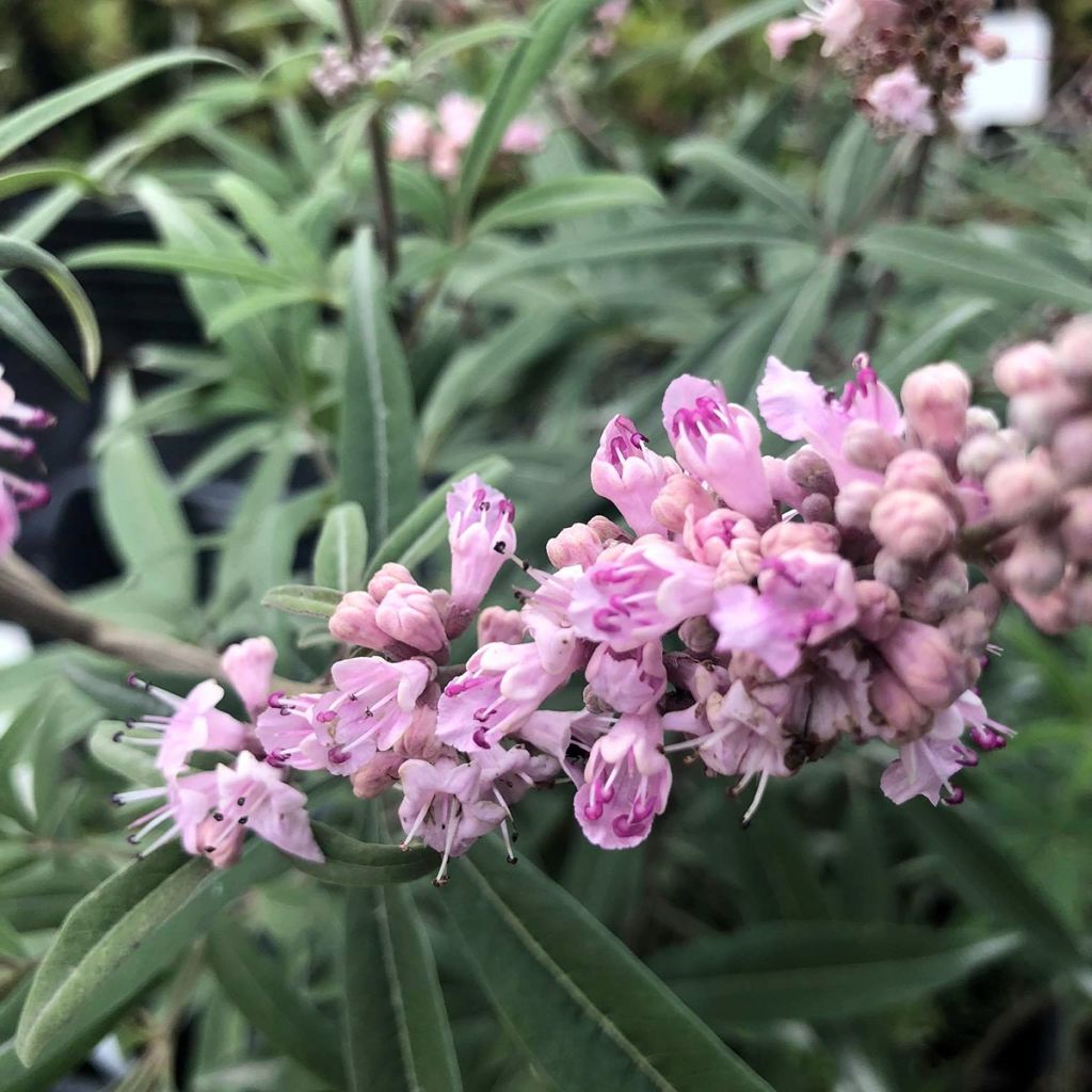 Vitex agnus-castus Santamaria - Sauzgatillo