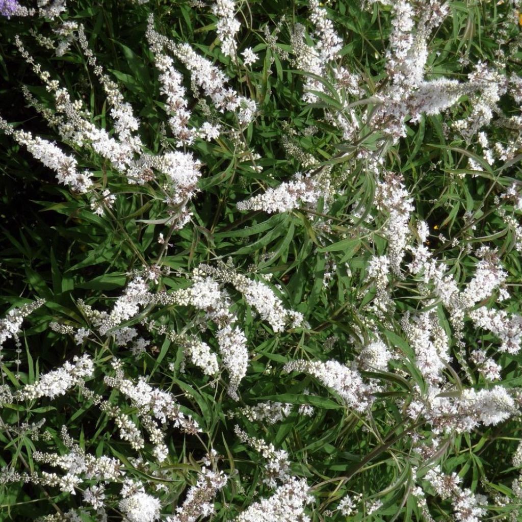 Vitex agnus-castus Silver Spire - Gattilier