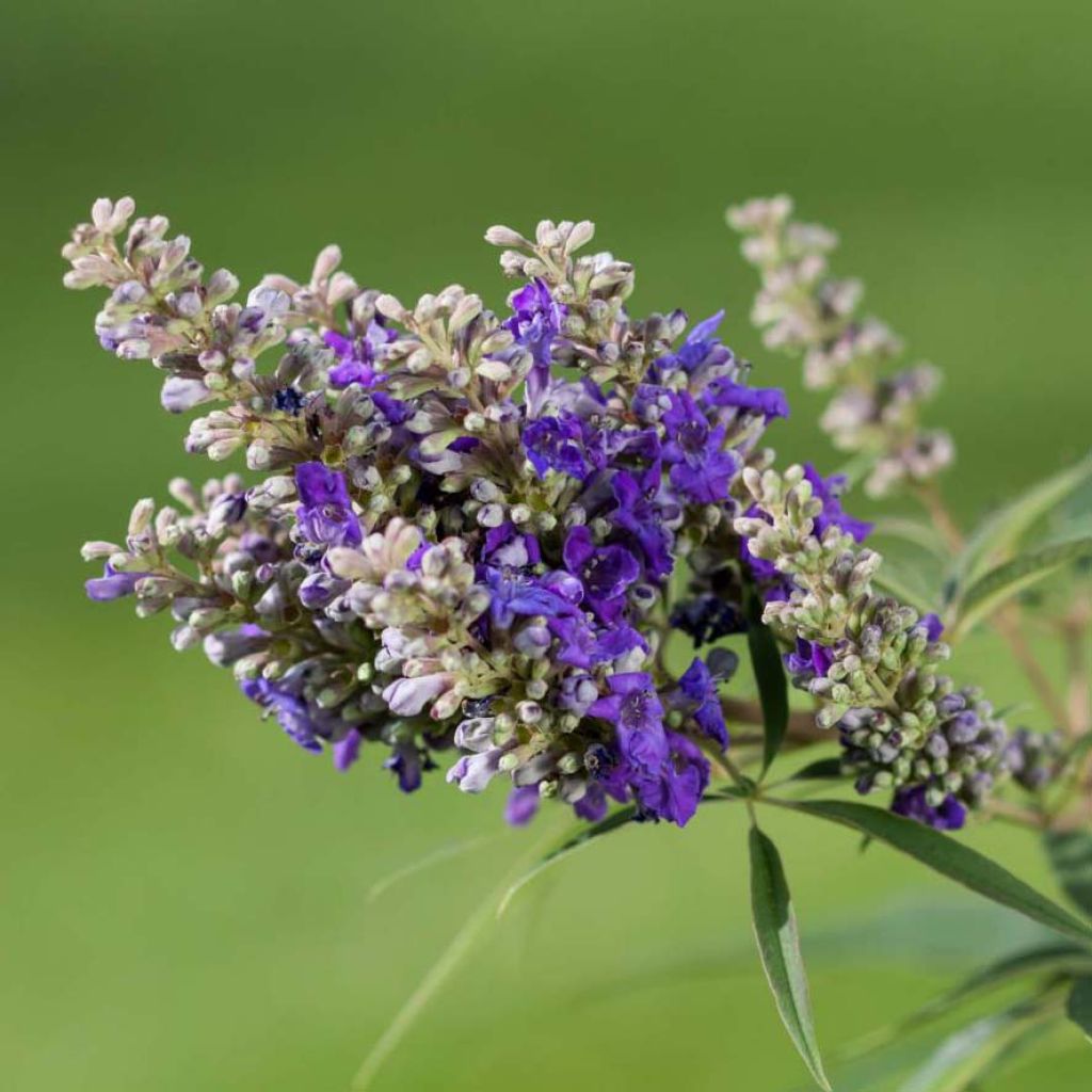 Vitex agnus-castus Blue Puffball - Gattilier