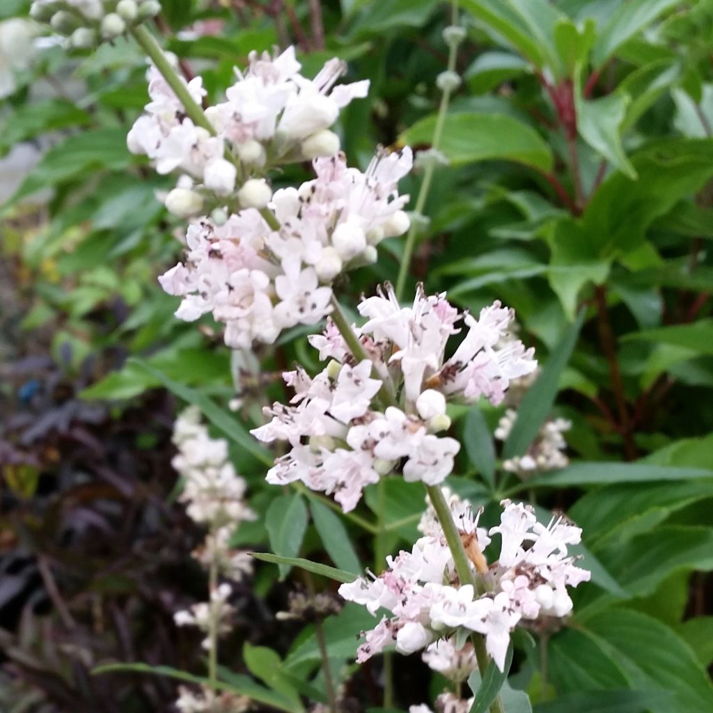 Vitex agnus-castus Albus - Sauzgatillo