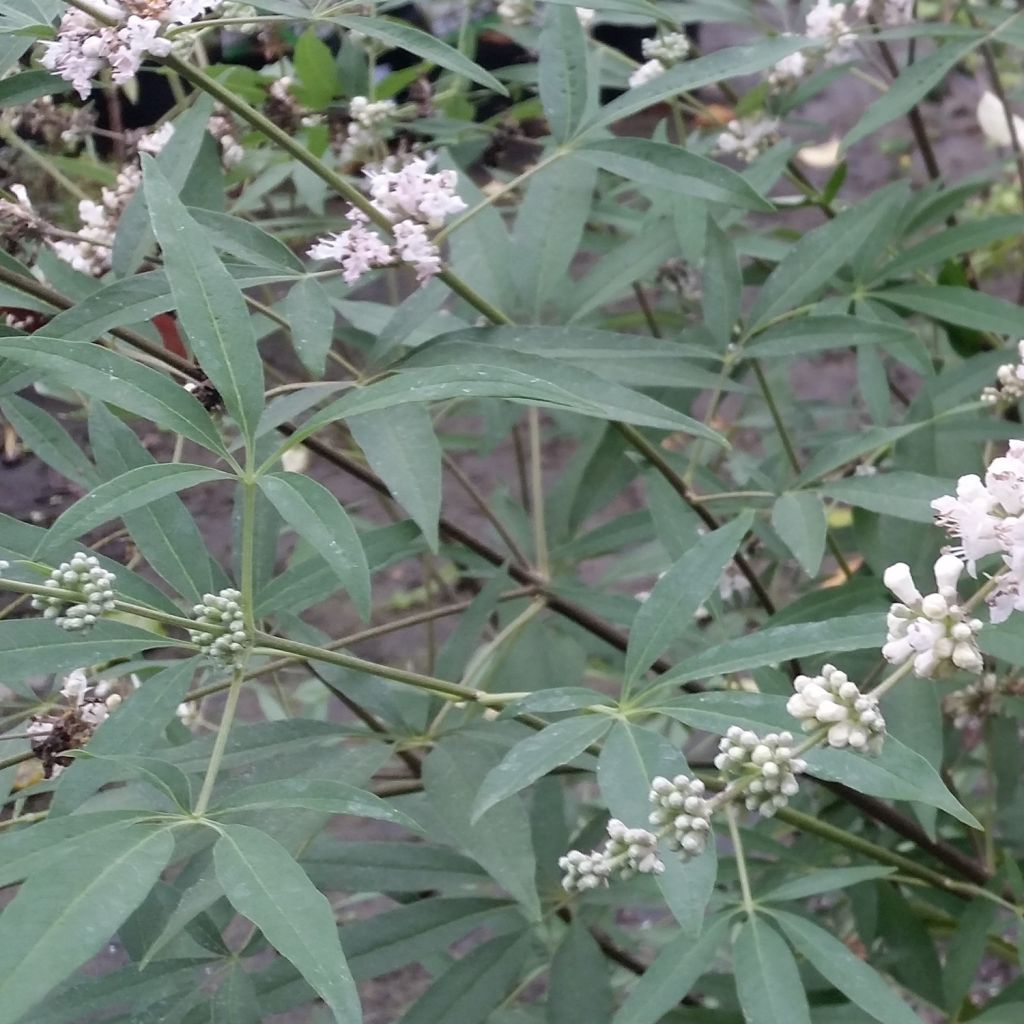 Vitex agnus-castus Albus - Sauzgatillo