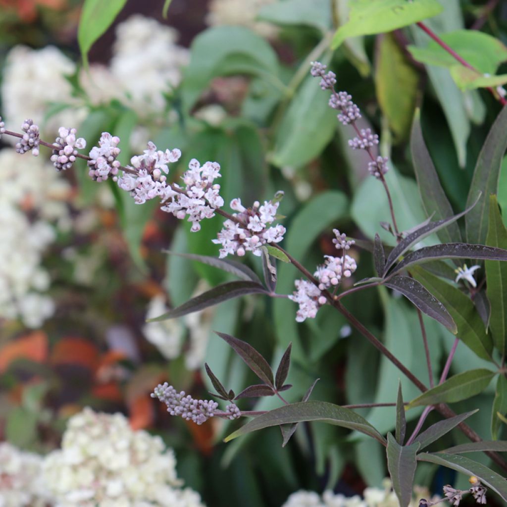 Vitex agnus-castus Albus - Sauzgatillo