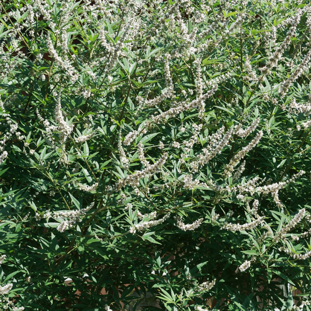 Vitex agnus-castus Albus - Sauzgatillo