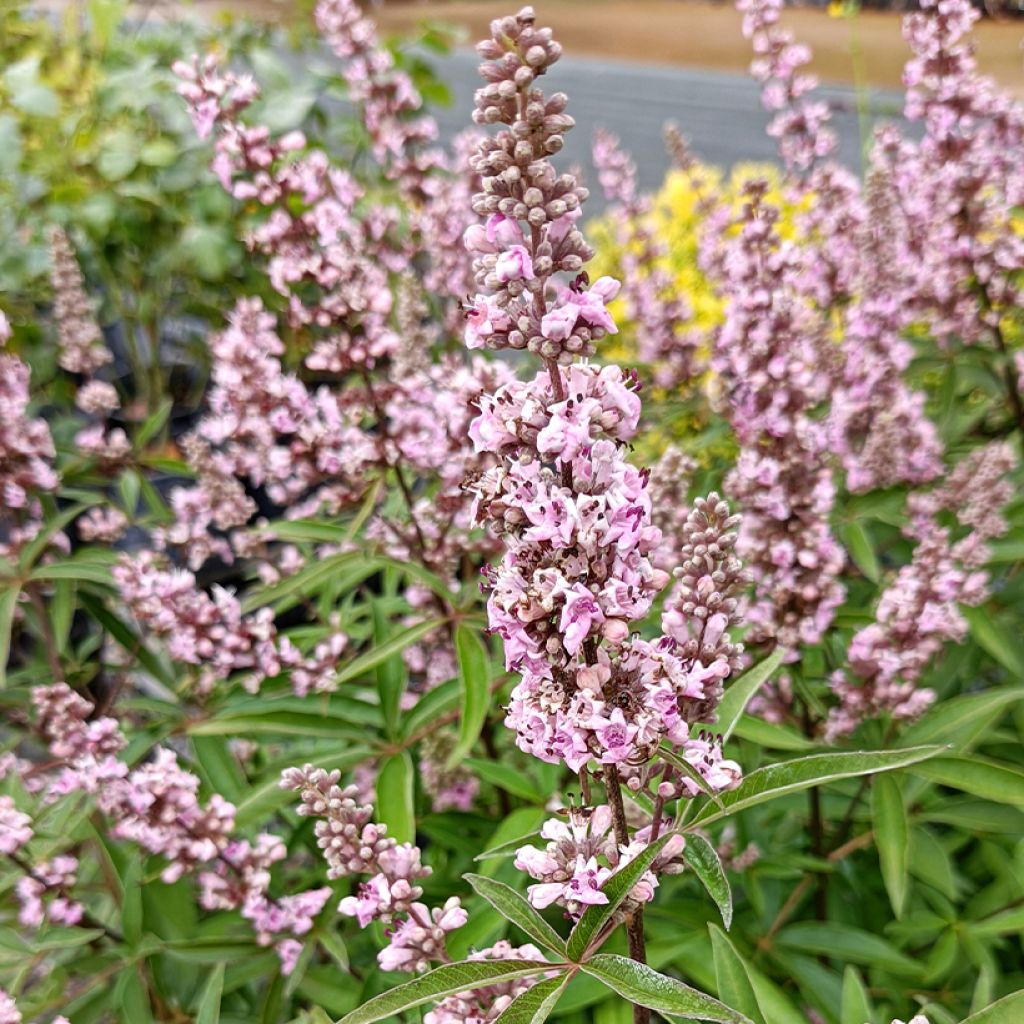 Vitex agnus-castus Pink Pinnacle - Sauzgatillo