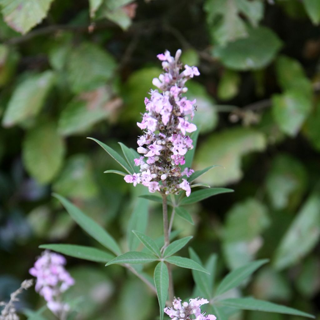 Vitex agnus-castus Pink Pinnacle - Sauzgatillo