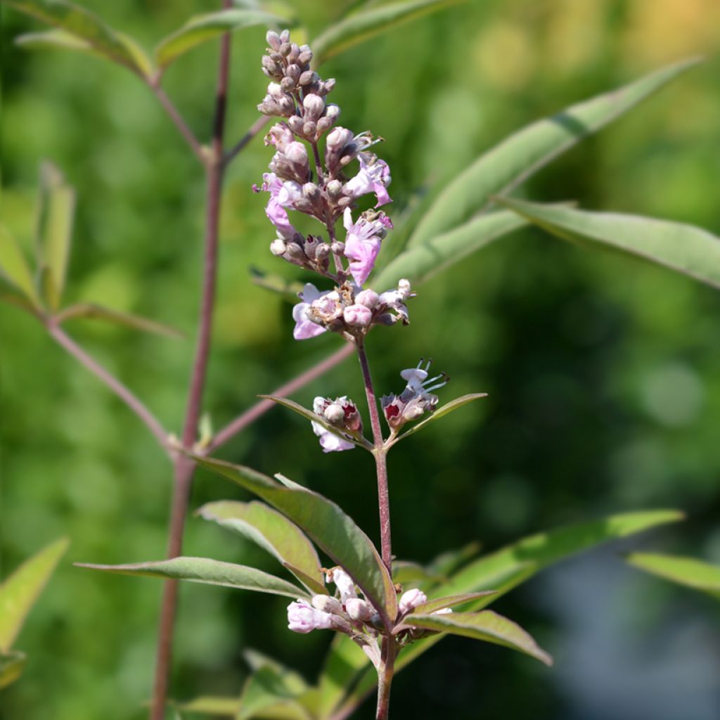 Vitex agnus-castus Pink Pinnacle - Sauzgatillo