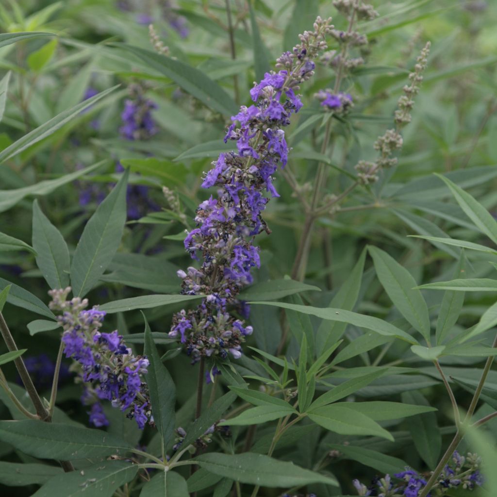 Vitex agnus-castus Delta Blues - Gattilier