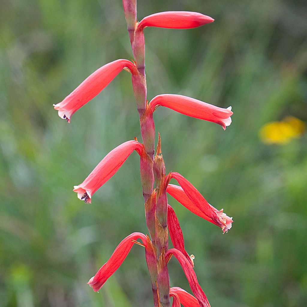 Watsonia aletroides - Watsonie faux-Alétris