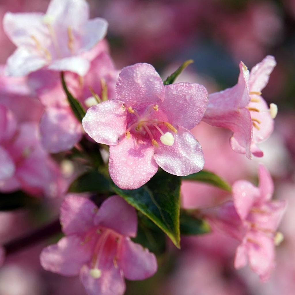 Weigela florida Rosea - Weigélia