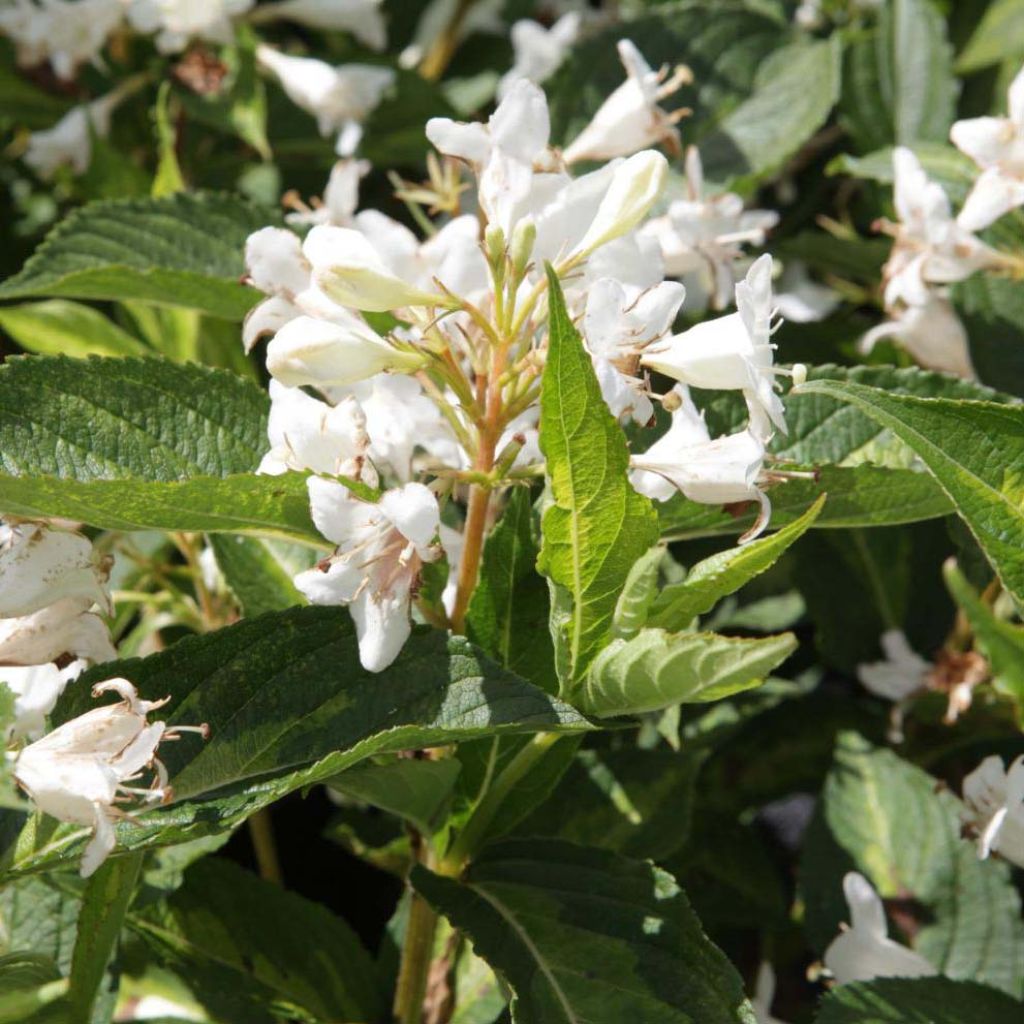 Weigela Milk and Honey ® - Weigélia panaché.