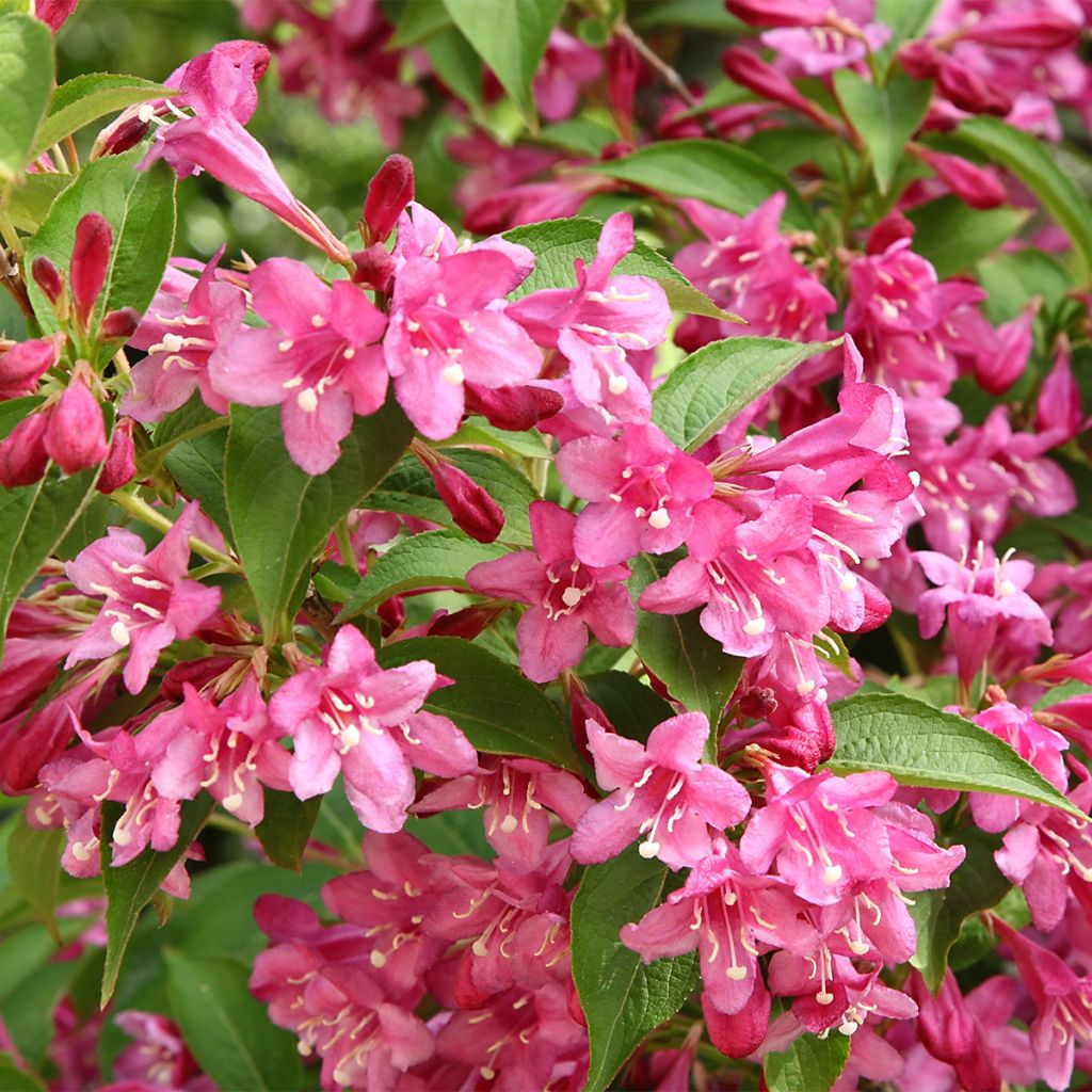 Weigela Minuet - Veigela