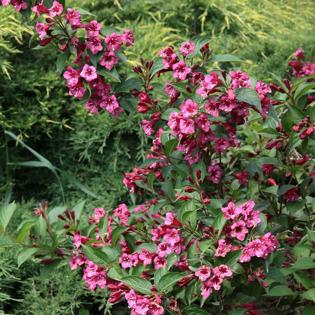 Weigela Minuet - Veigela