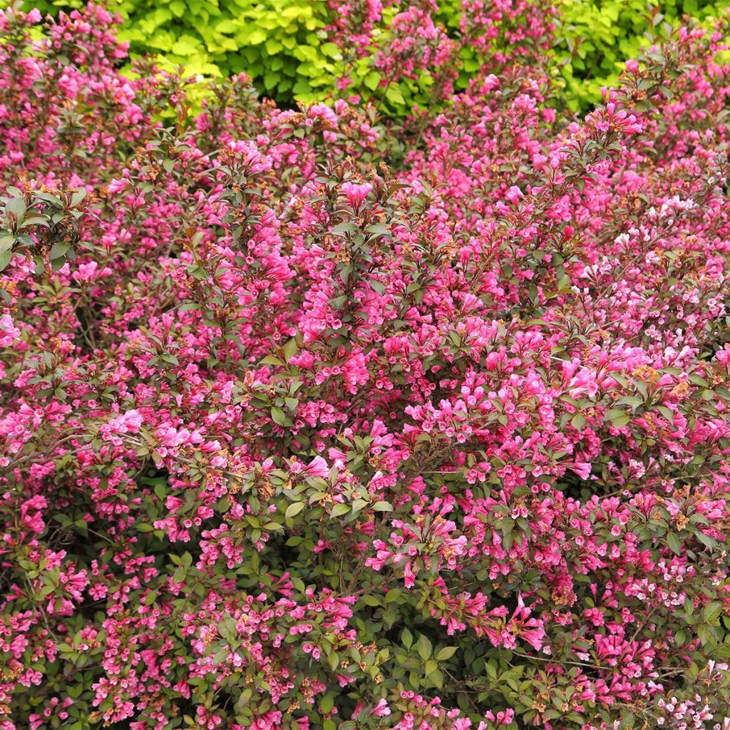 Weigela Minuet - Veigela