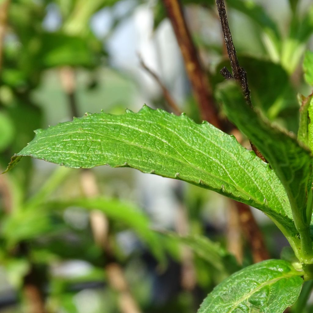 Weigela All Summer Red