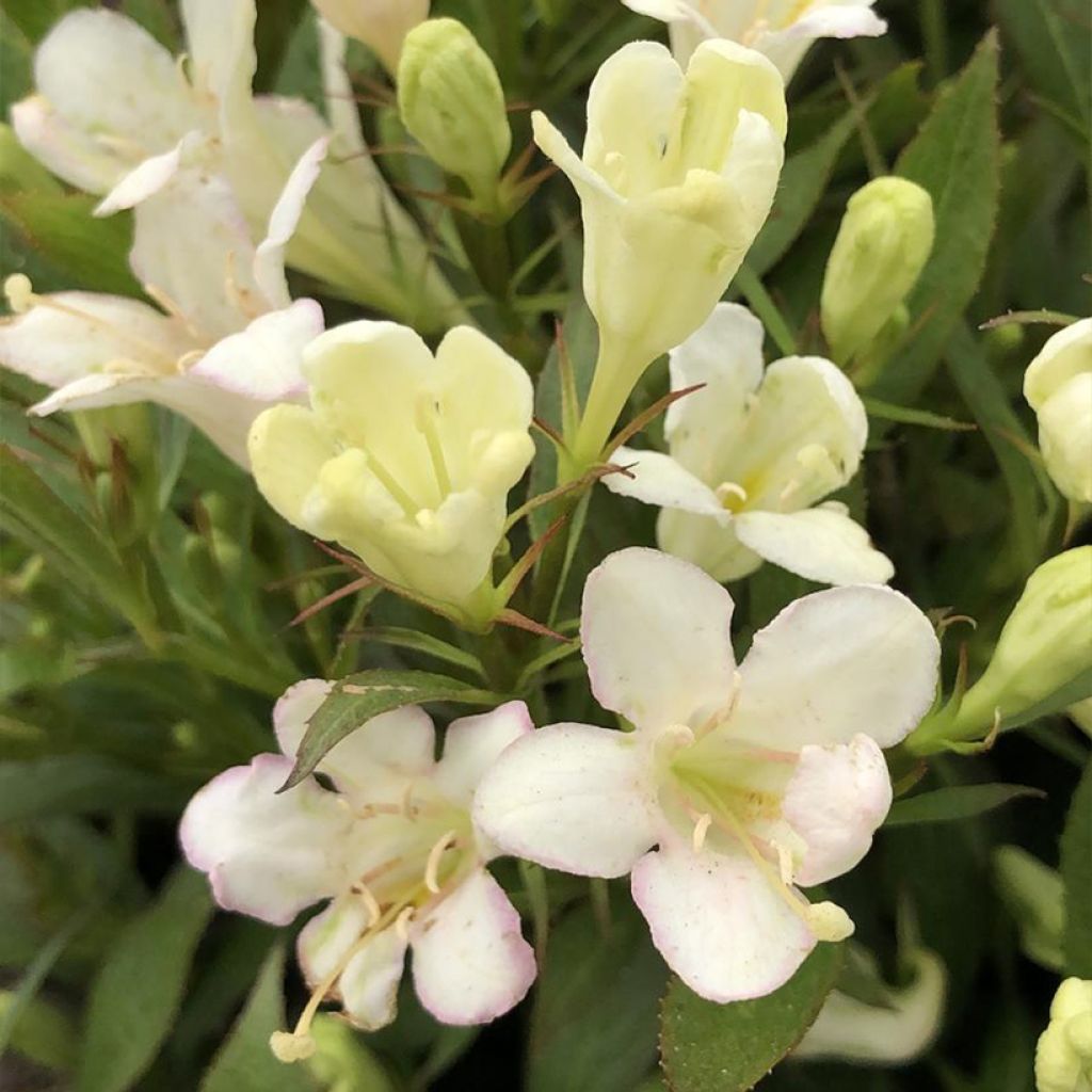 Weigela Picobella Bianco - Veigela